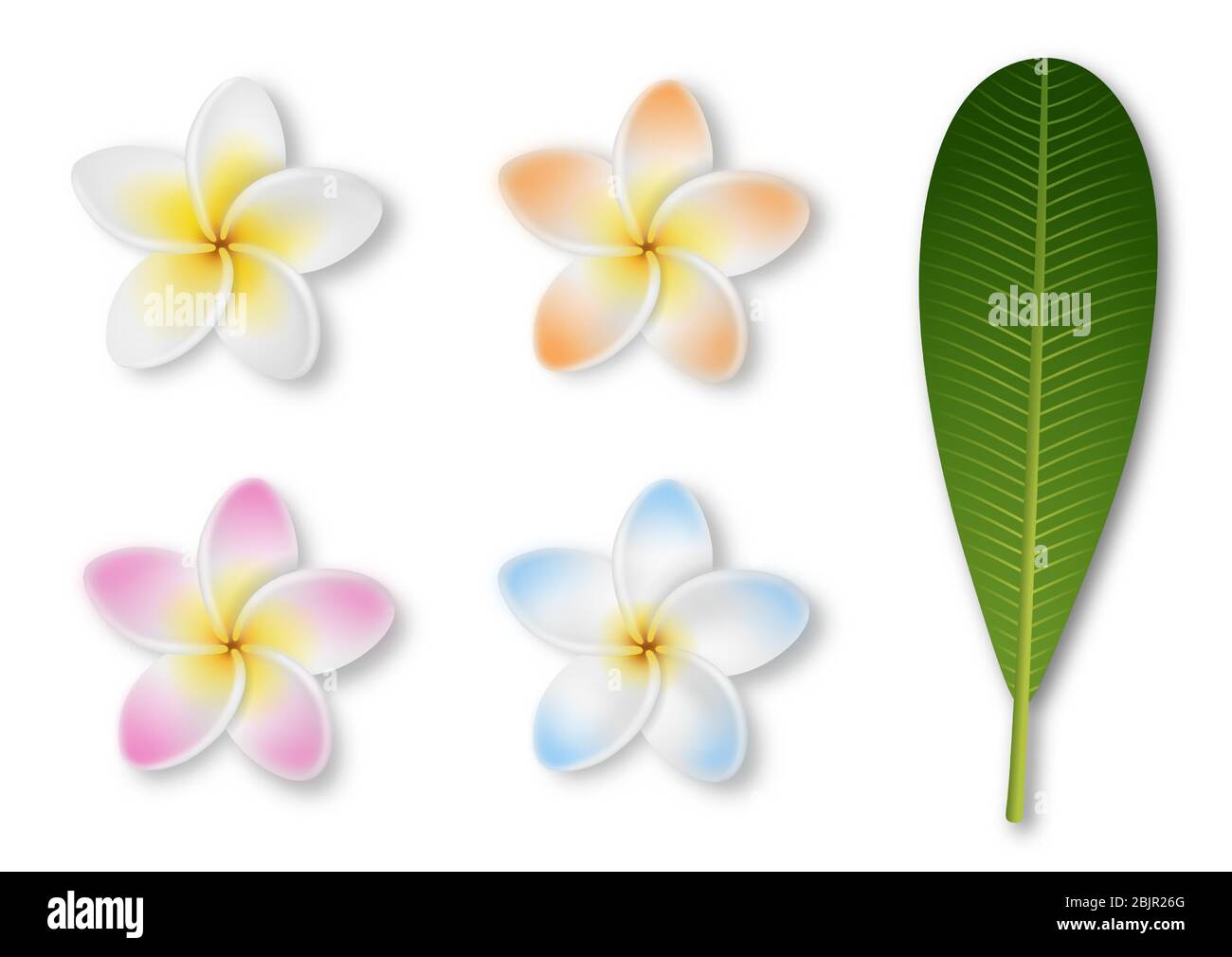 frangipani fleur isolée sur blanc. fleurs de la plumeria colorées avec la feuille Illustration de Vecteur