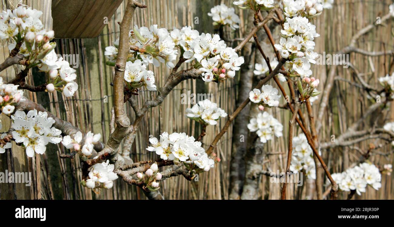 Avril fleurir sur un arbre de fruits espaliered Banque D'Images