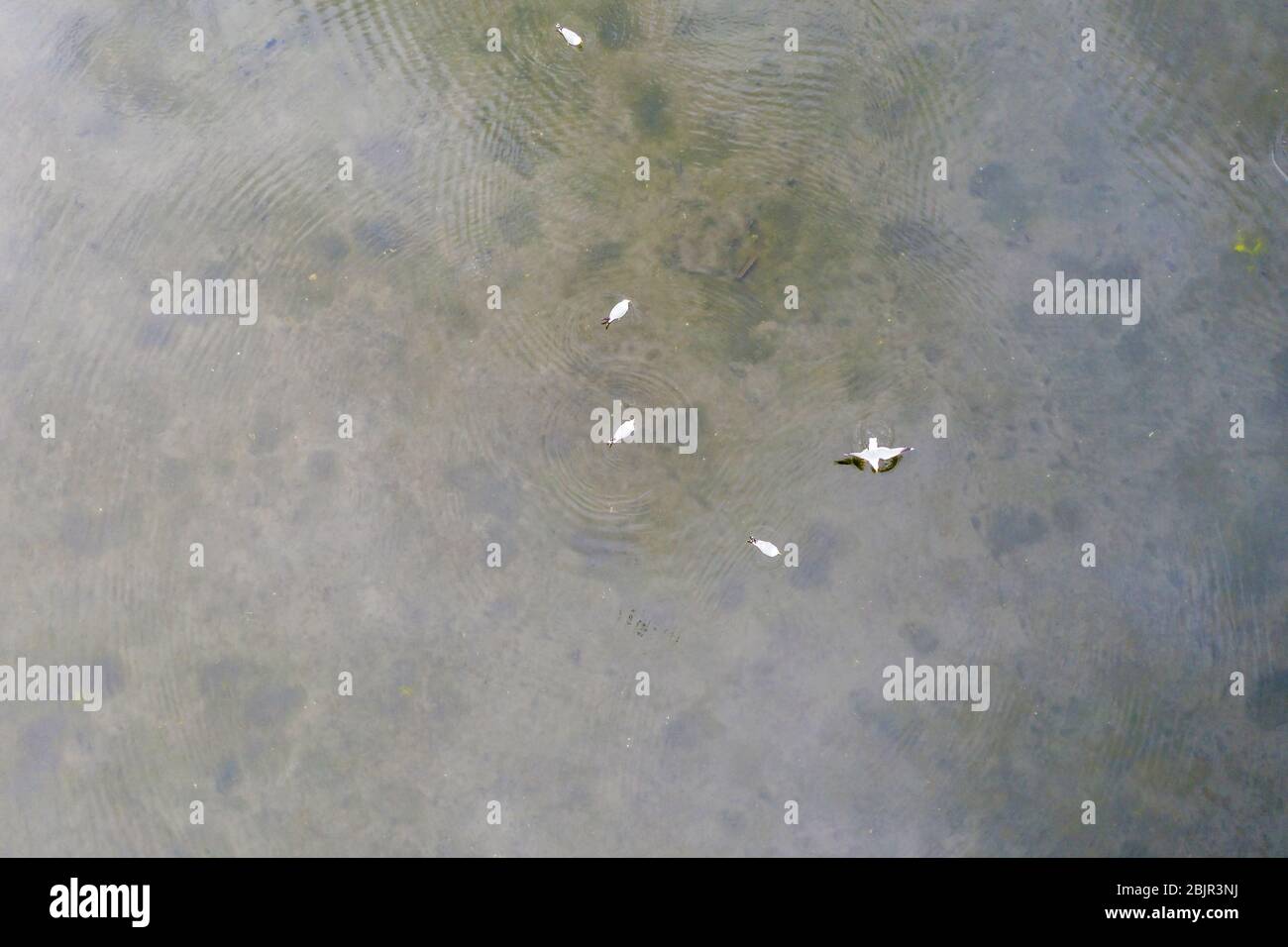 Un troupeau de mouettes blanches sur fond d'eau tiré d'en haut, le printemps. Banque D'Images