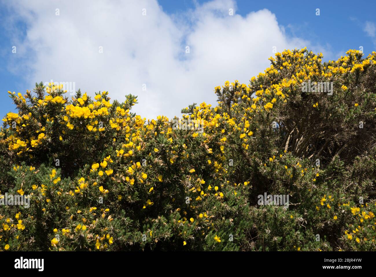 Le buisson de Gorse fleuri avec des fleurs jaunes dans la campagne luxuriante du comté de Kerry, en Irlande, sur la péninsule de Dingle Banque D'Images