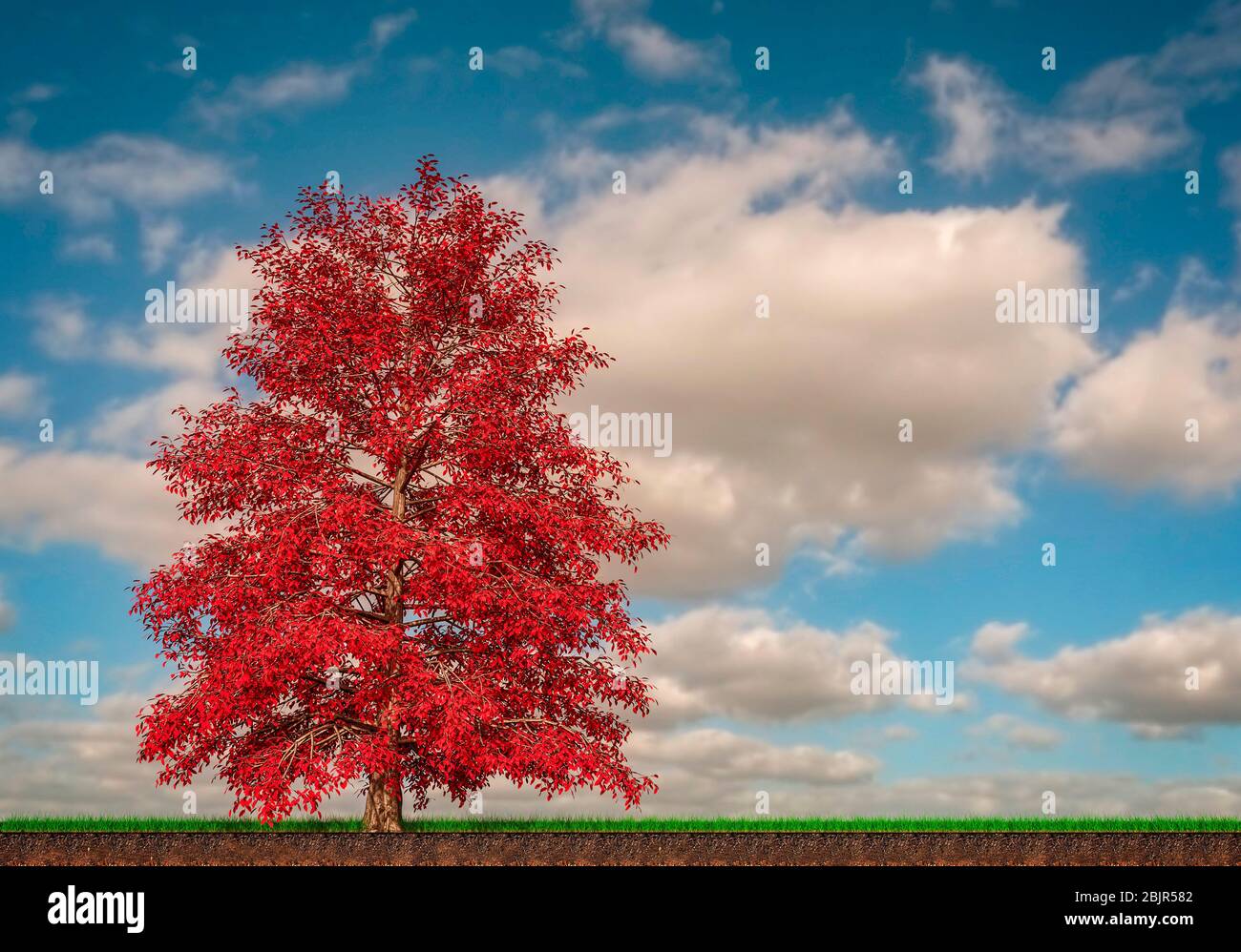 Arbres et nature : vue sur un érable rouge dans un pré vert avec nuages à l'horizon. Production de sirop d'érable. Section d'un terrain. rendu 3d Banque D'Images