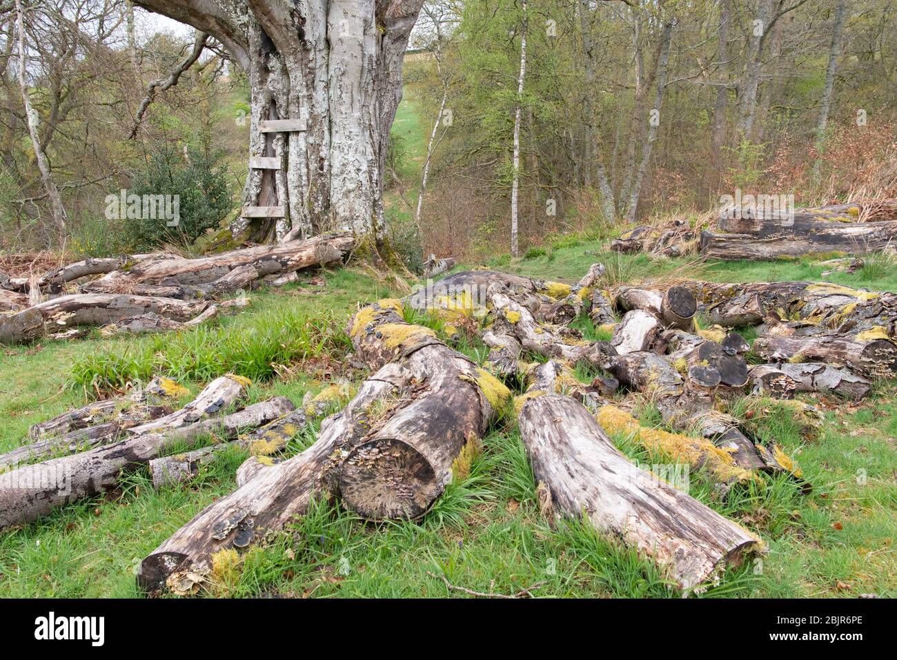 Habitat de bois mort au bord de la forêt - Royaume-Uni Banque D'Images