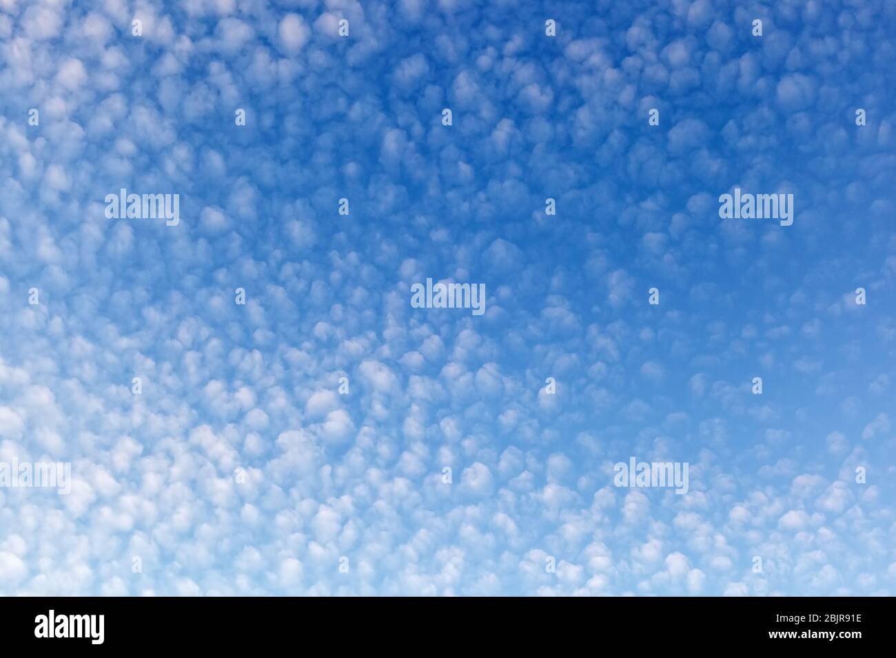 Ciel nuageux avec altocumulus, nuage sous forme de flocons globuleux compacts s'étendant dans le ciel bleu Banque D'Images