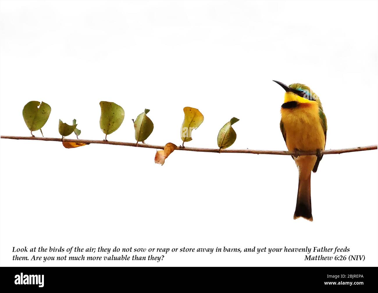 Un seul Bee eater à la cannelle et à la chested, assis sur une branche avec des feuilles qui correspondent aux couleurs des oiseaux Banque D'Images