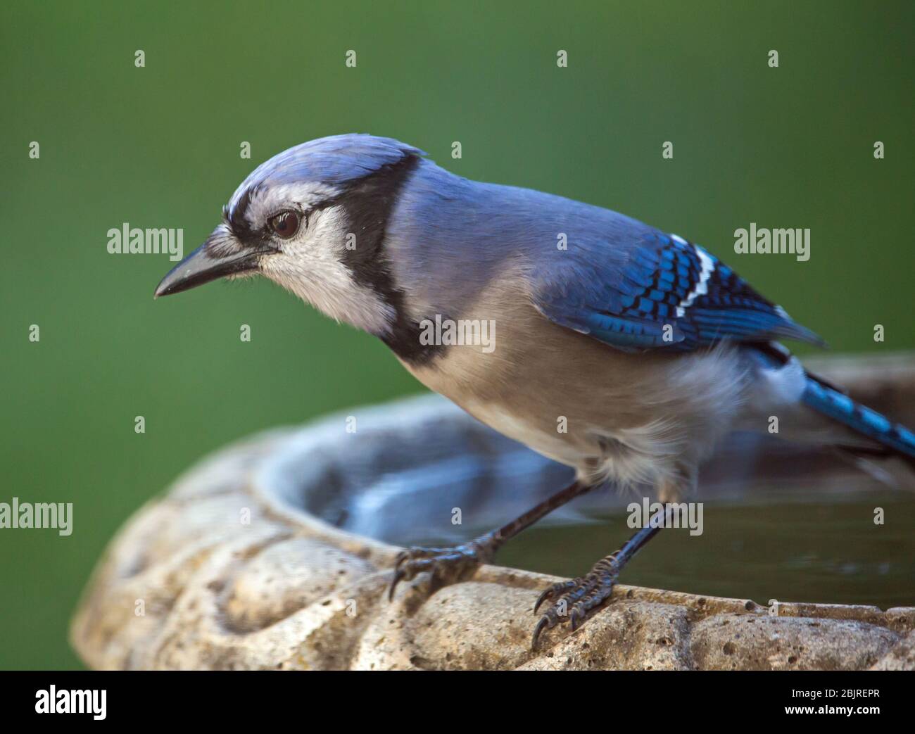 Gros plan d'un oiseau bleu coloré jay perché sur un bain d'oiseau avec fond vert foncé. Banque D'Images