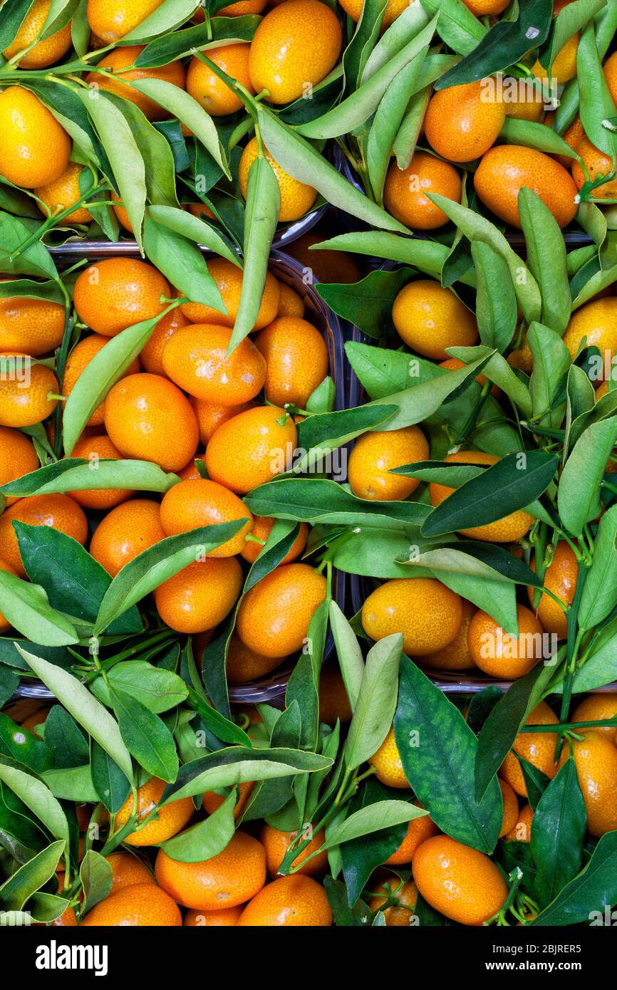 Le feuillage et le fond de fruits du malaisien kumquat fortunella. Banque D'Images
