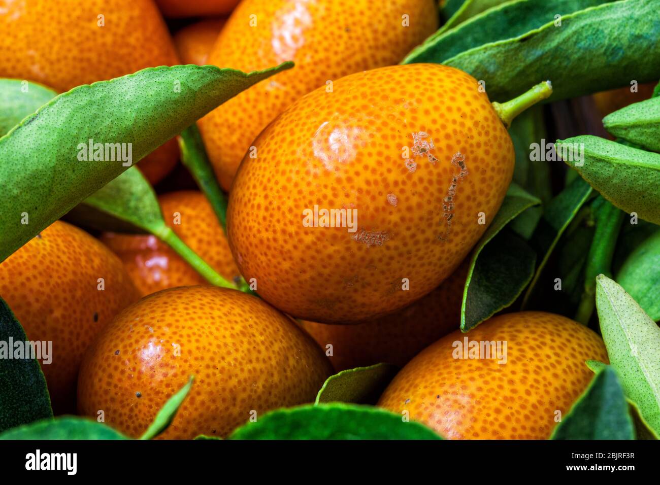 Le feuillage de Malayan kumquat fortunella et le fond macro de fruits. Banque D'Images