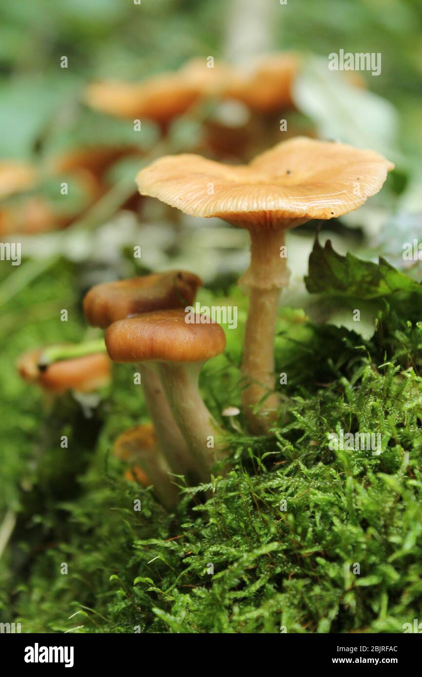 Champignons qui poussent sur la mousse dans la forêt, Allemagne. Banque D'Images
