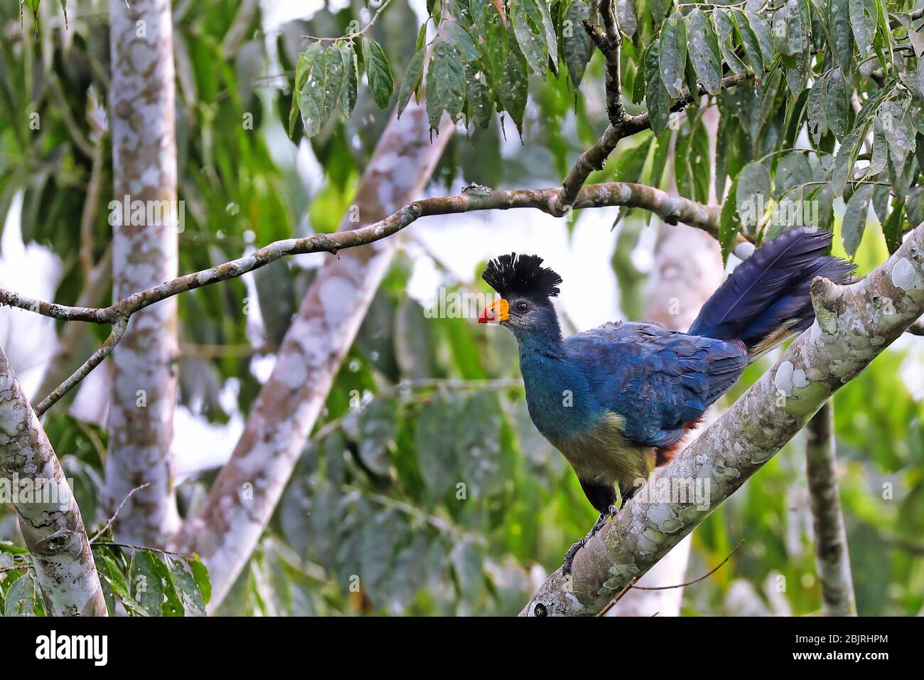 Grand turaco bleu à la réserve forestière centrale de Bugoma en Ouganda (Corytha Banque D'Images