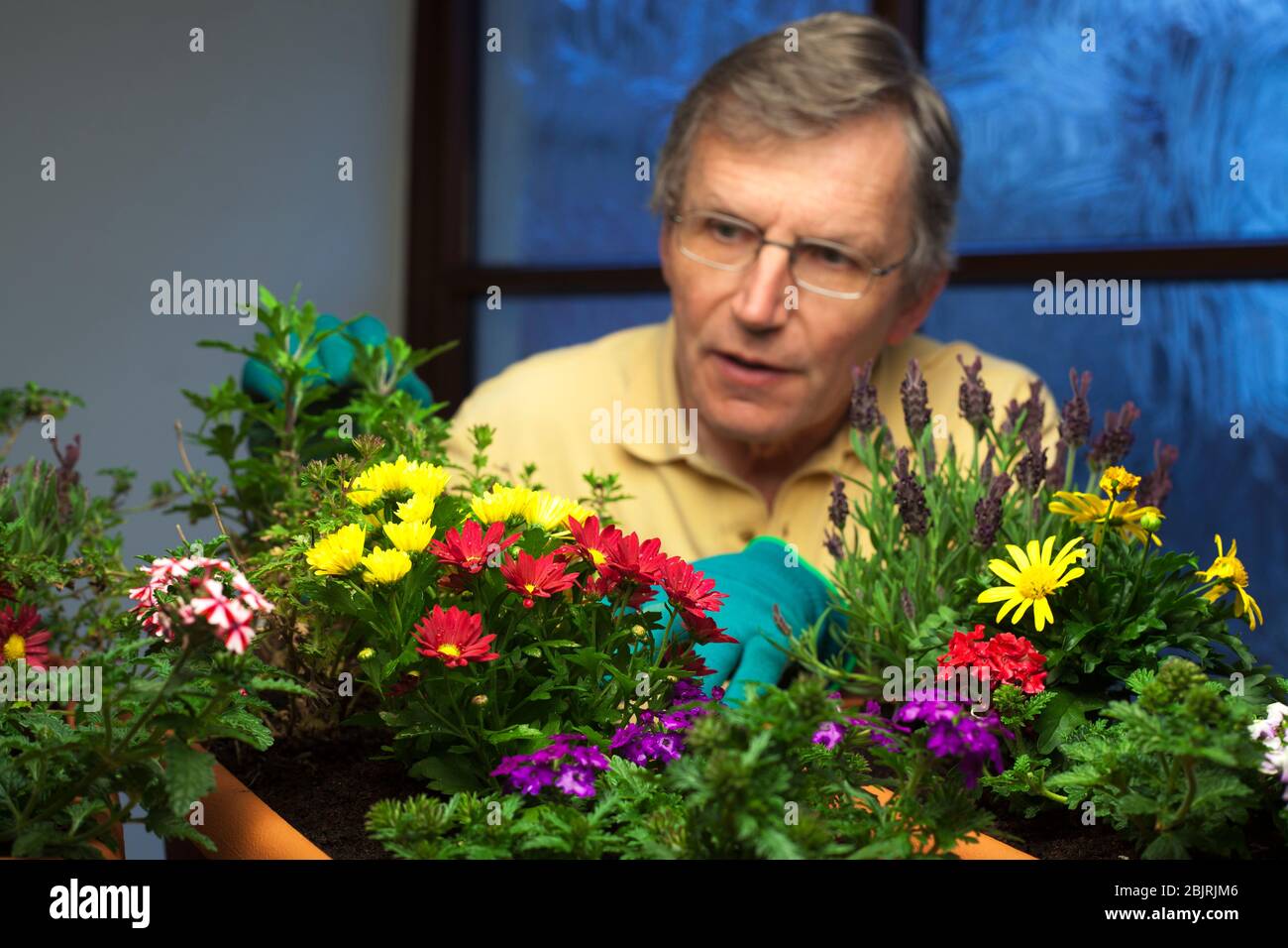 Jardinier mûr plantant des fleurs dans des pots de plantes - se concentrer sur les fleurs en premier plan Banque D'Images