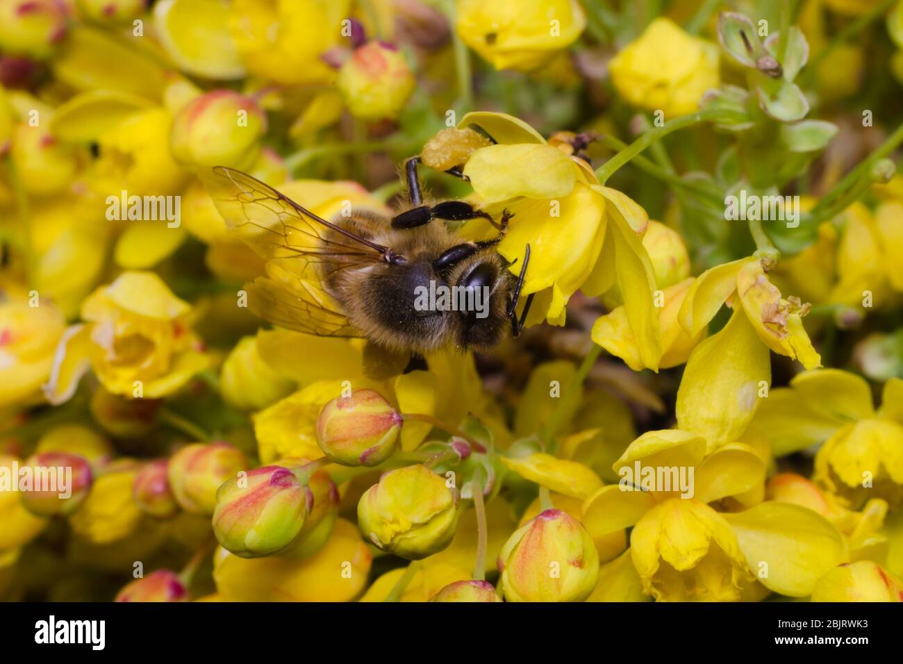 Abeille fourrager sur une fleur jaune et à la recherche de pollen Banque D'Images
