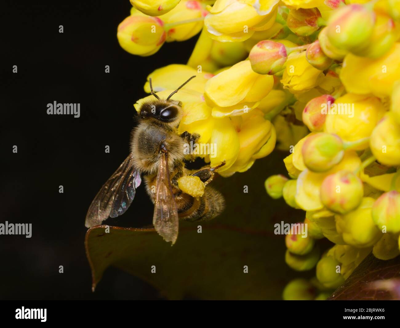 Abeille fourrager sur une fleur jaune et à la recherche de pollen Banque D'Images