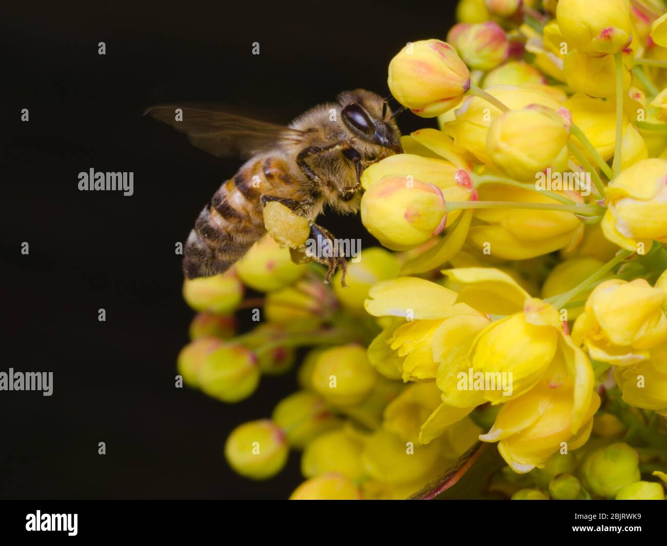 L'abeille fourrager volant devant une fleur jaune à la recherche de pollen Banque D'Images