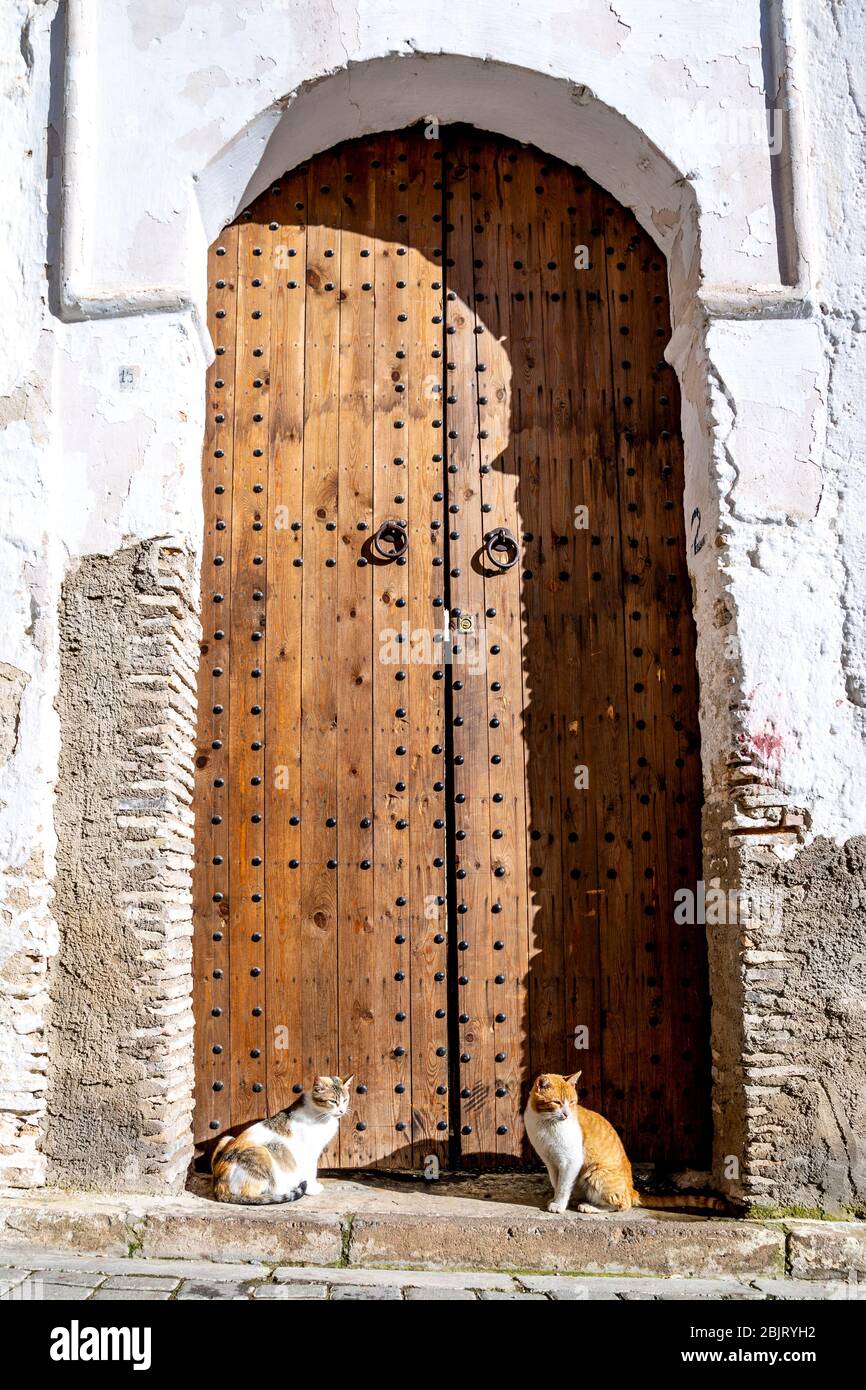 Deux chats errants assis au soleil à la porte en bois de Fès, au Maroc Banque D'Images