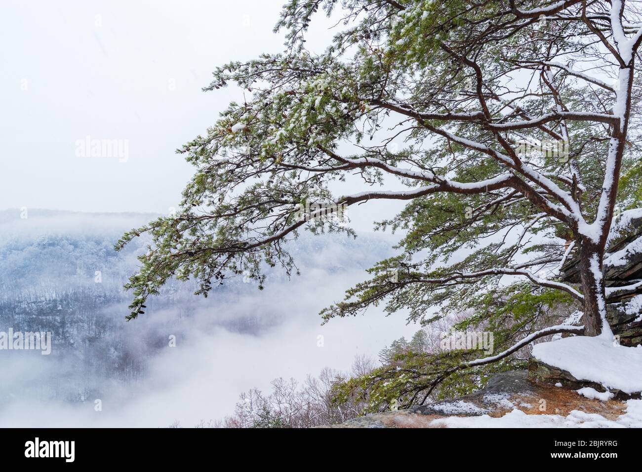Les branches de pins retracent un contour contre la neige et le brouillard lorsqu'il est dégoulé dans la gorge de la Nouvelle-rivière en Virginie occidentale. Banque D'Images