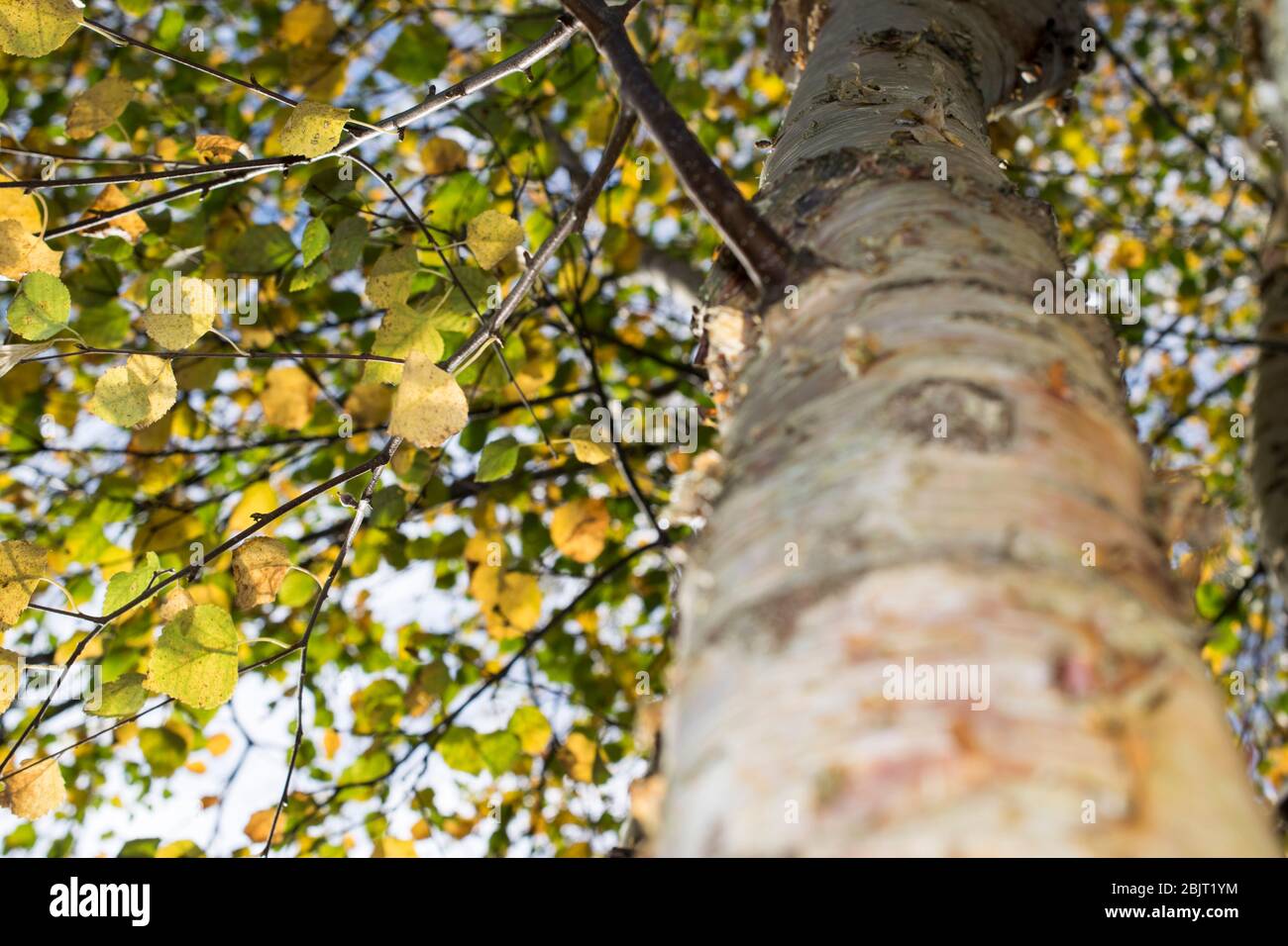 Arbre de couleurs de ressort Banque D'Images