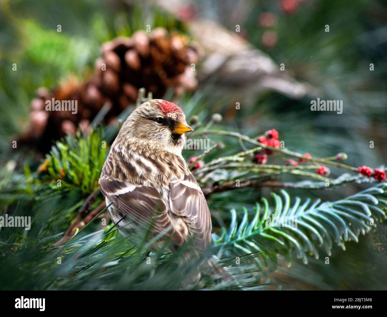 Gros plan commun sur les oiseaux de Redpoll. Banque D'Images