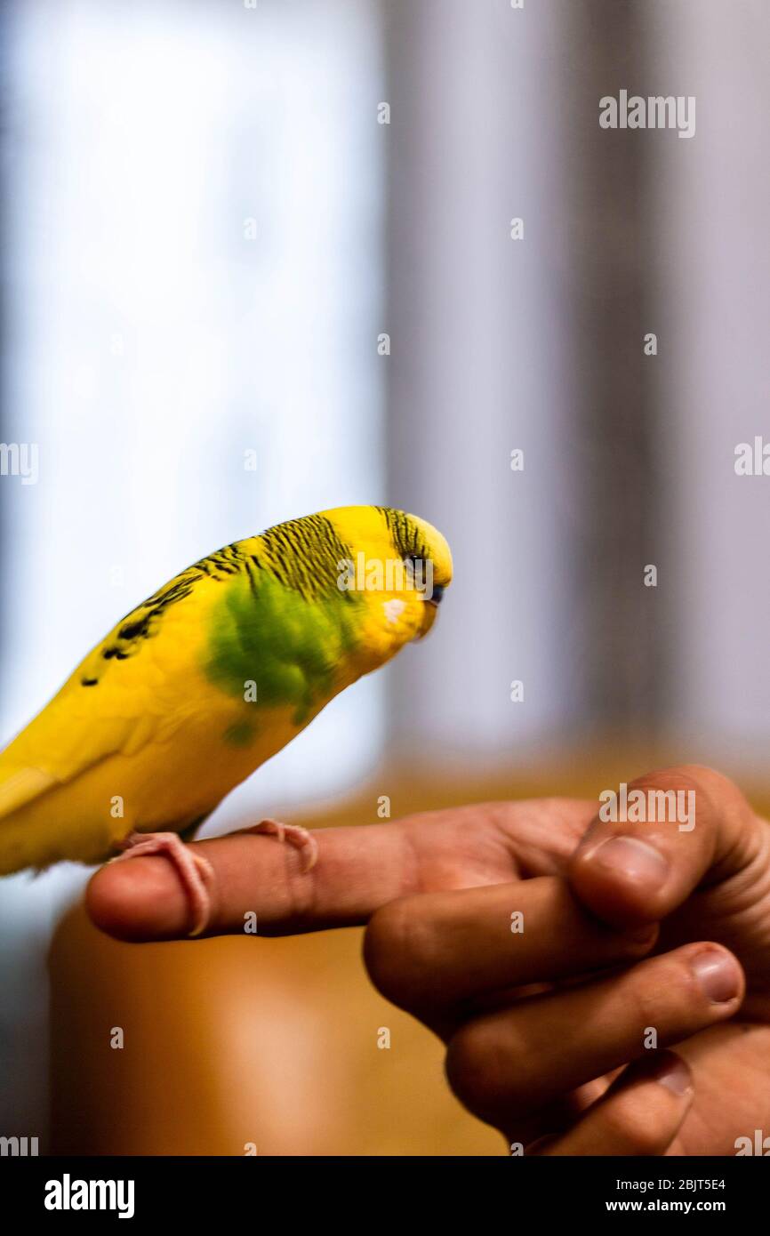 Petit perroquet jaune-vert sur un doigt Banque D'Images