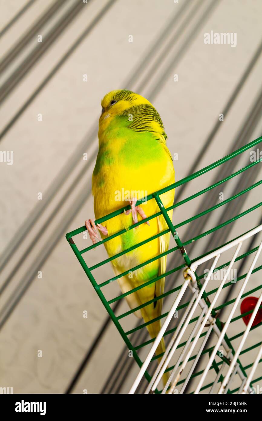 Petit perroquet jaune-vert sur une cage Photo Stock - Alamy