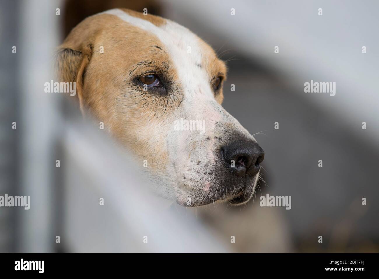 Chien de chasse Banque D'Images