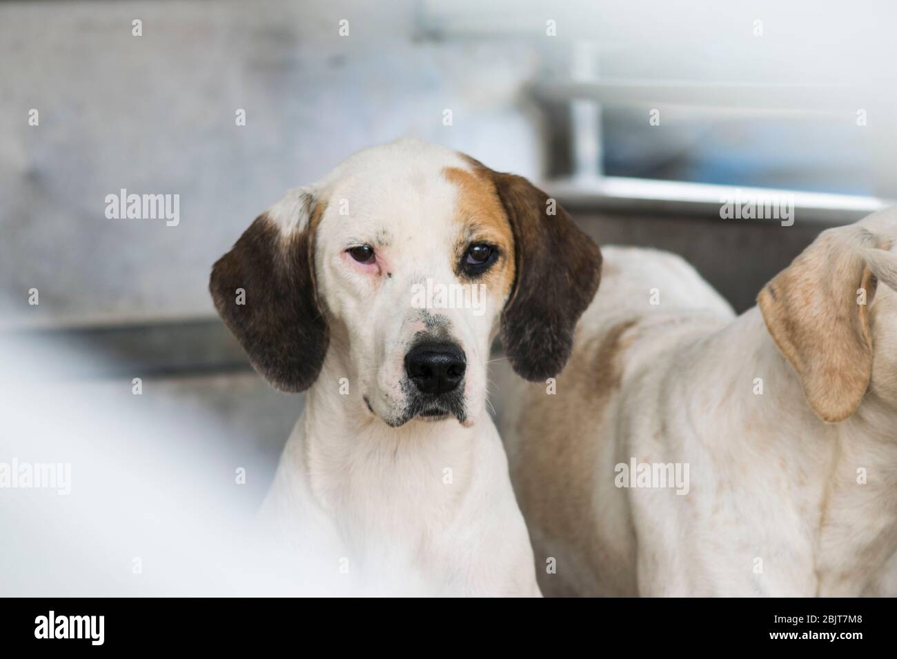 Chien de chasse Banque D'Images