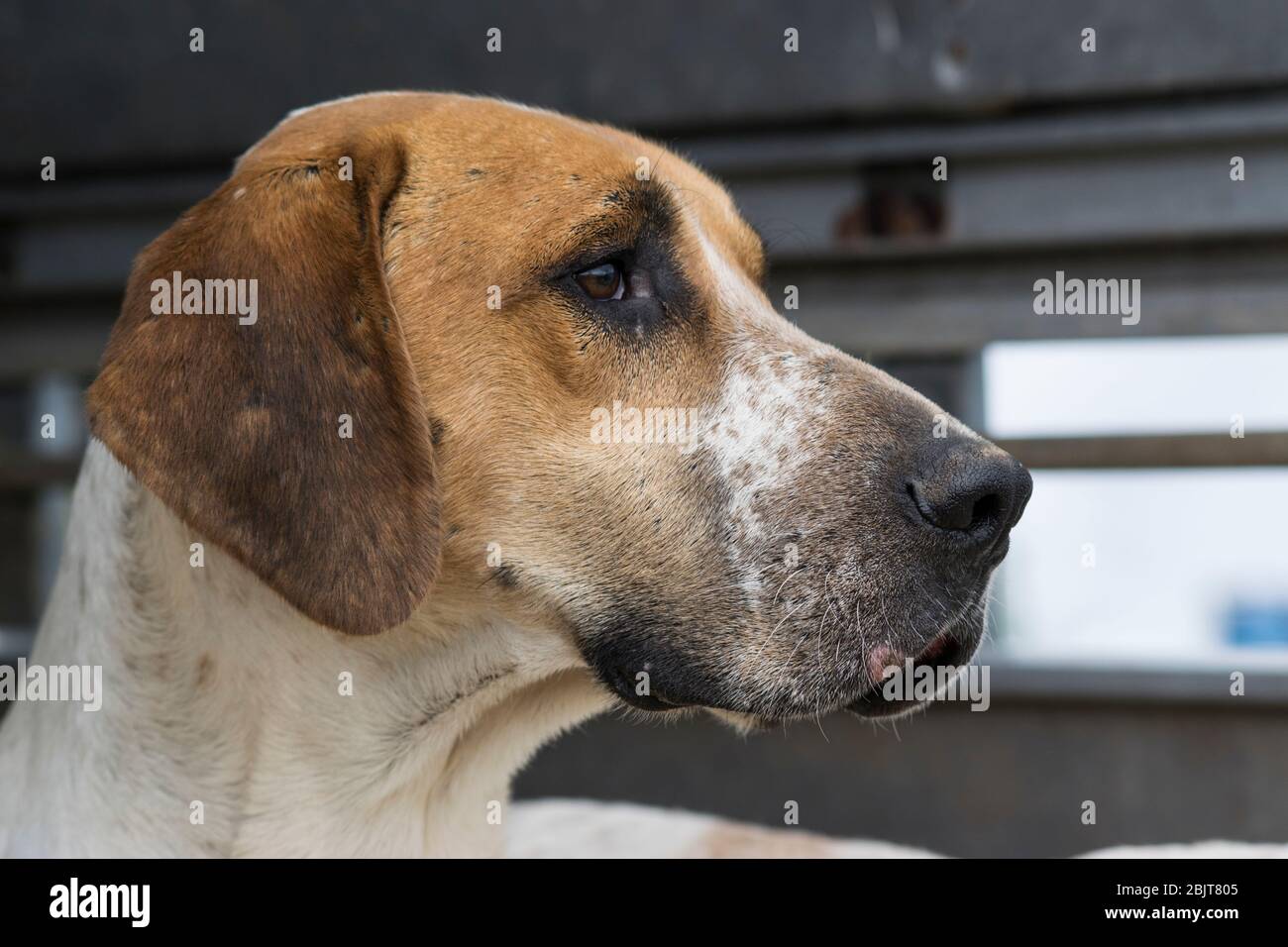 Chien de chasse Banque D'Images