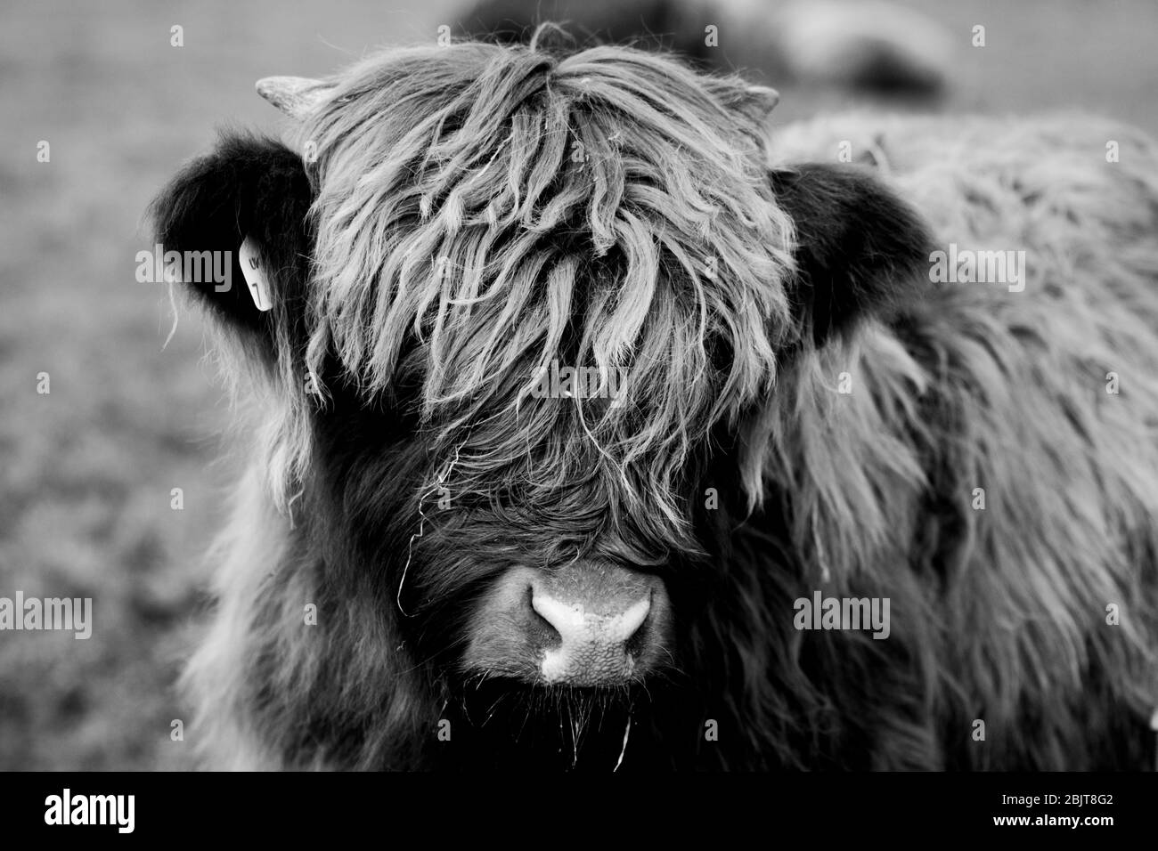 Vache Highland Banque D'Images