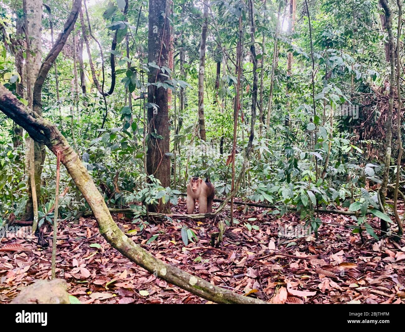 Baboon marche dans le parc national Bukit Lawag à Sumatra, Indonésie Banque D'Images