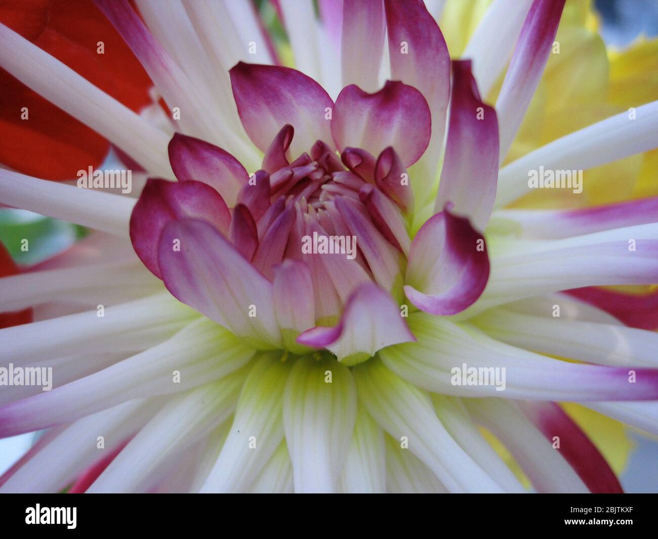 Les longs pétales minces de cette fleur blanche et rose s'ouvrent dans  cette vue isolée Photo Stock - Alamy