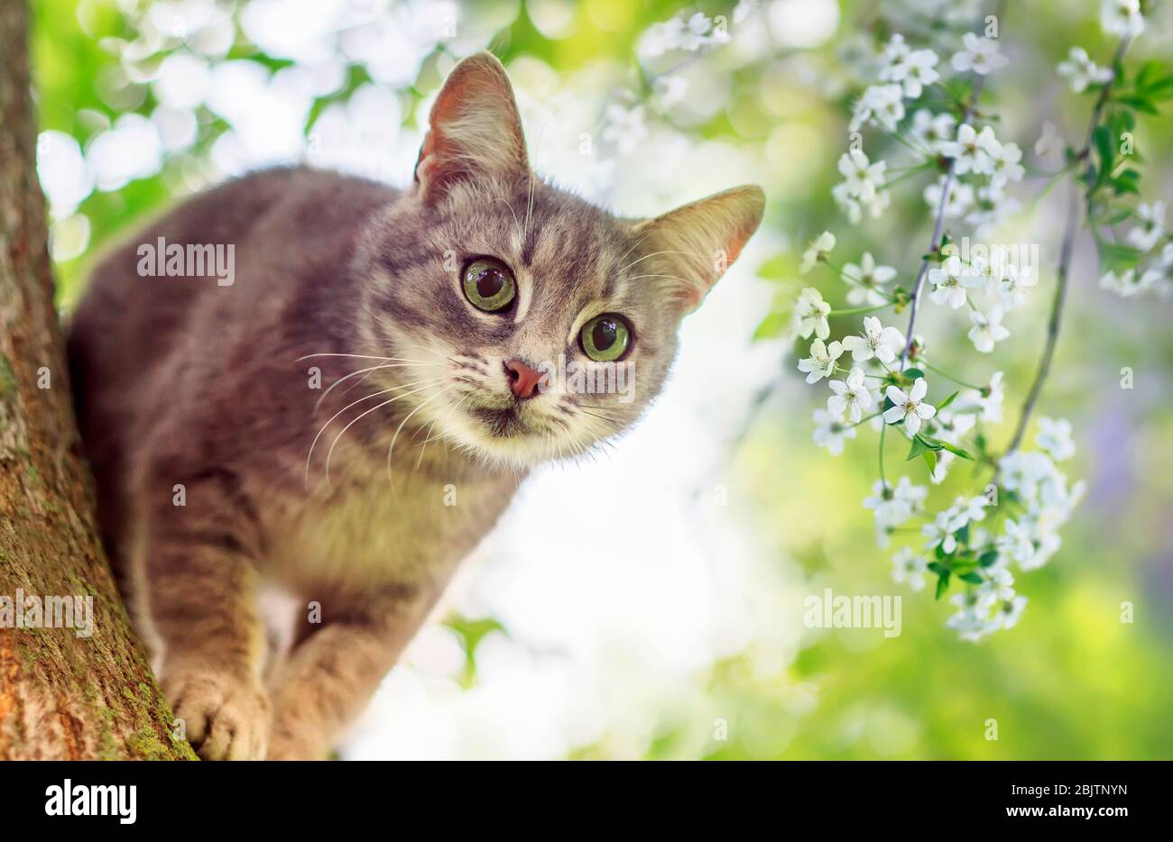 Portrait mignon un chaton rayé monte parmi les branches de cerisier fleuissant avec des bourgeons blancs dans un jardin de mai ensoleillé Banque D'Images