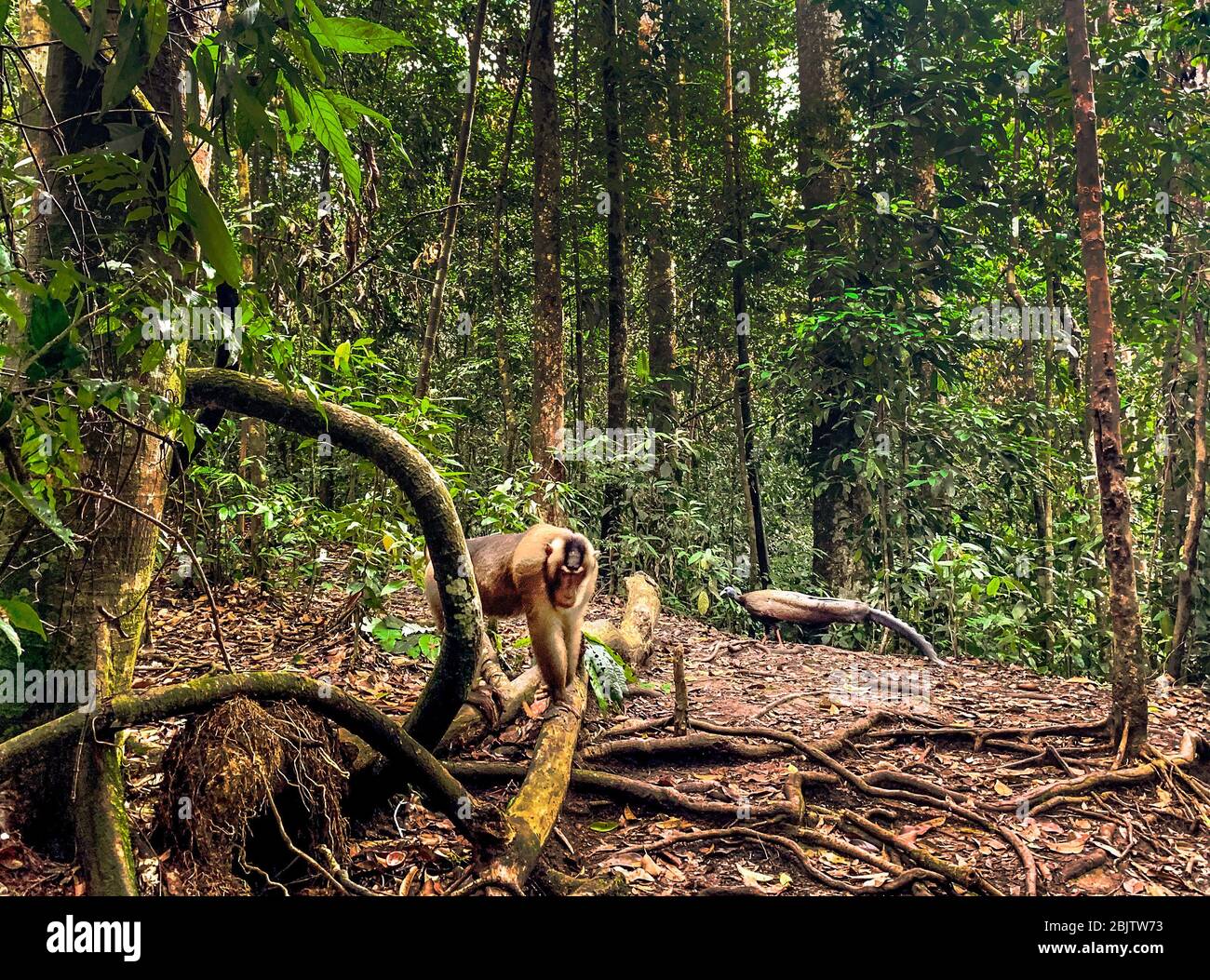 Baboon dans le parc national Bukit Lawang à Sumatra Banque D'Images