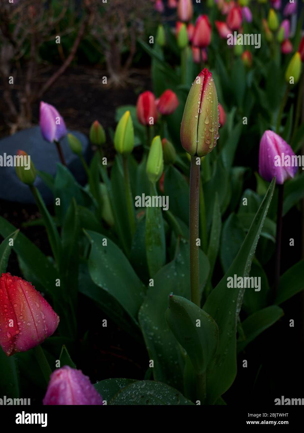 Chicago tulip jardins pendant la pluie Banque D'Images