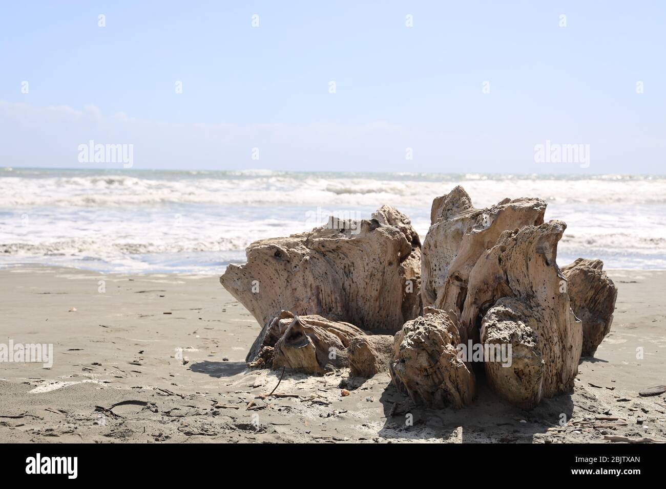 Bois de Javotte. Driftwood sur une plage de sable, Otaki, côte ouest, île du Nord, Nouvelle-Zélande. Sentez-vous bien, pas de gens. Banque D'Images
