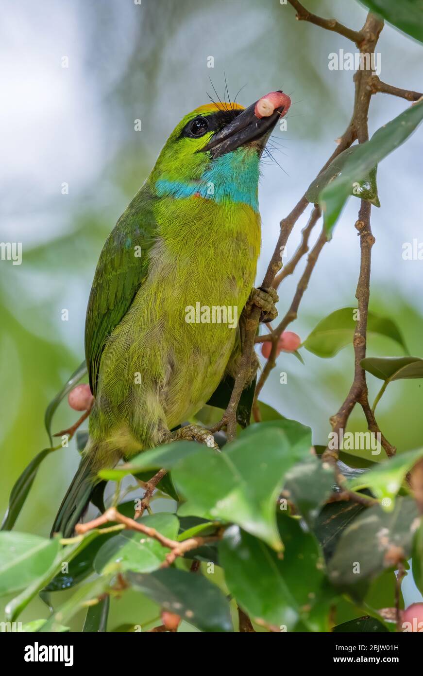 Barbet à couronne jaune - Psilopogon henricii, beau barbet coloré des forêts et des bois d'Asie du Sud-est, Mutiara Taman Negara, Malaisie. Banque D'Images