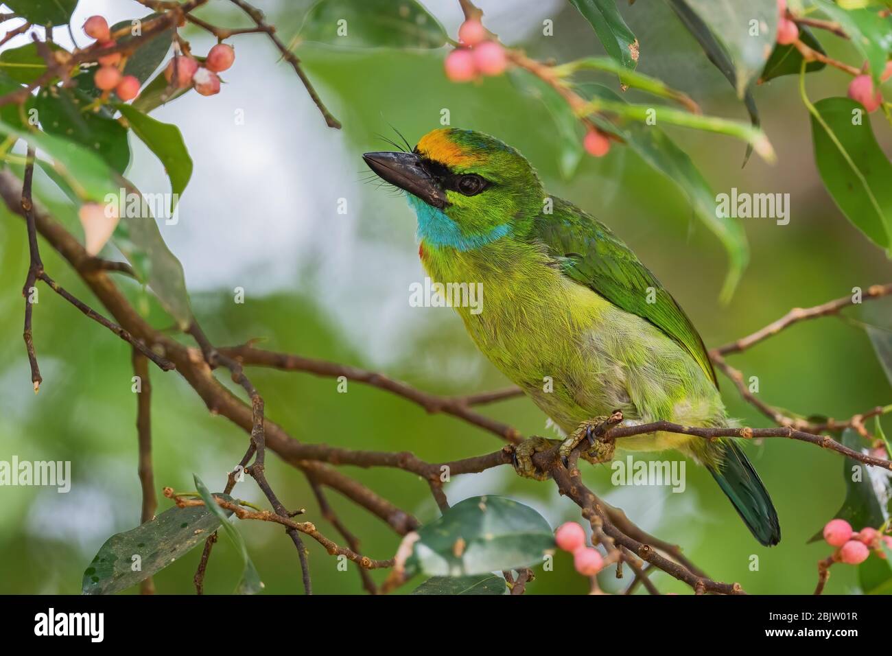 Barbet à couronne jaune - Psilopogon henricii, beau barbet coloré des forêts et des bois d'Asie du Sud-est, Mutiara Taman Negara, Malaisie. Banque D'Images
