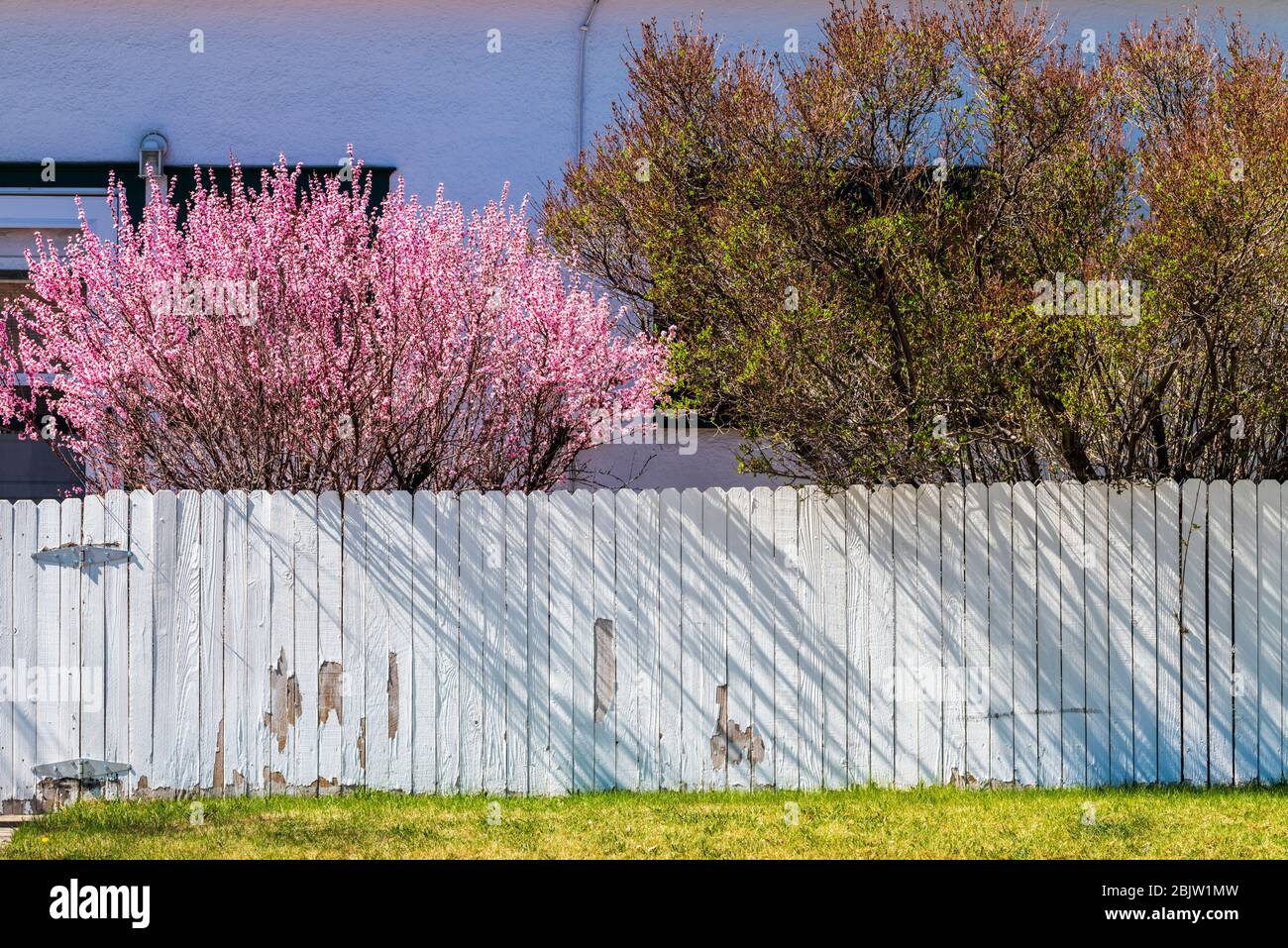 Cerisier fleuri au printemps; clôture en bois blanc; Salida; Colorado; États-Unis. Sakura Banque D'Images Cerisier fleuri au printemps; clôture en bois blanc; Salida; Colorado; États-Unis. Sakura Banque D'Images