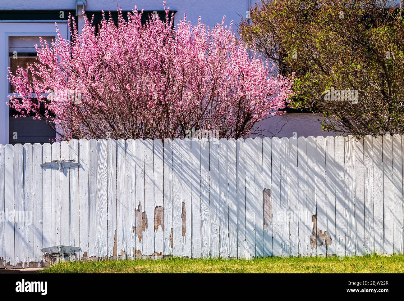 Cerisier fleuri au printemps; clôture en bois blanc; Salida; Colorado; États-Unis. Sakura Banque D'Images Cerisier fleuri au printemps; clôture en bois blanc; Salida; Colorado; États-Unis. Sakura Banque D'Images