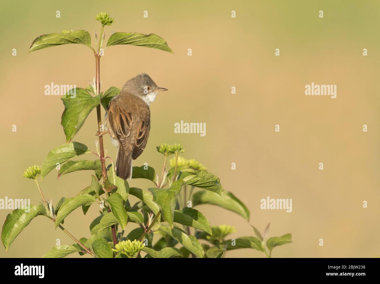 Le chant blanc chante Banque D'Images