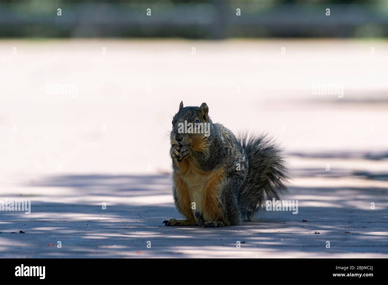 Un mignon, flou de Fox Squirrel de l'est assis sur ses haunches dans un endroit ombragé sur un trottoir tout en tenant un écrou ou un morceau de nourriture dans ses petites pattes sur un Banque D'Images