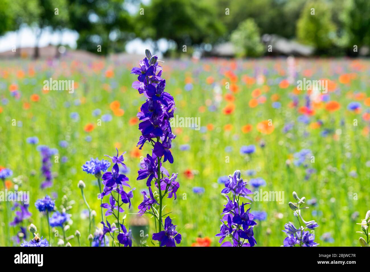 Gros plan de fleurs de Bluebonnet pourpre fleurit dans un pré un après-midi ensoleillé avec une couverture de fleurs rouges et pourpre en arrière-plan. Banque D'Images