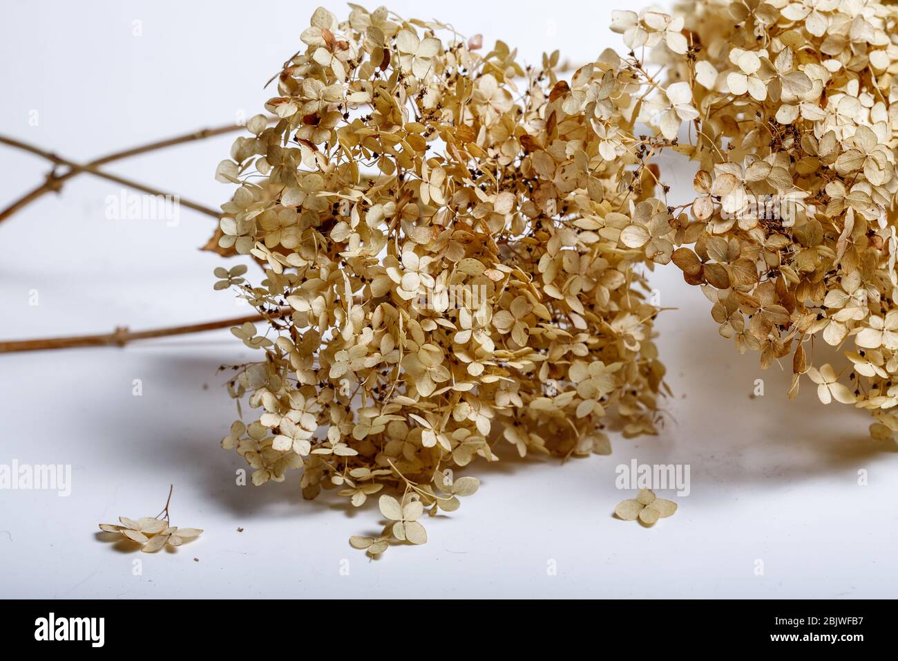 Fleurs séchées isolé sur fond blanc Banque D'Images