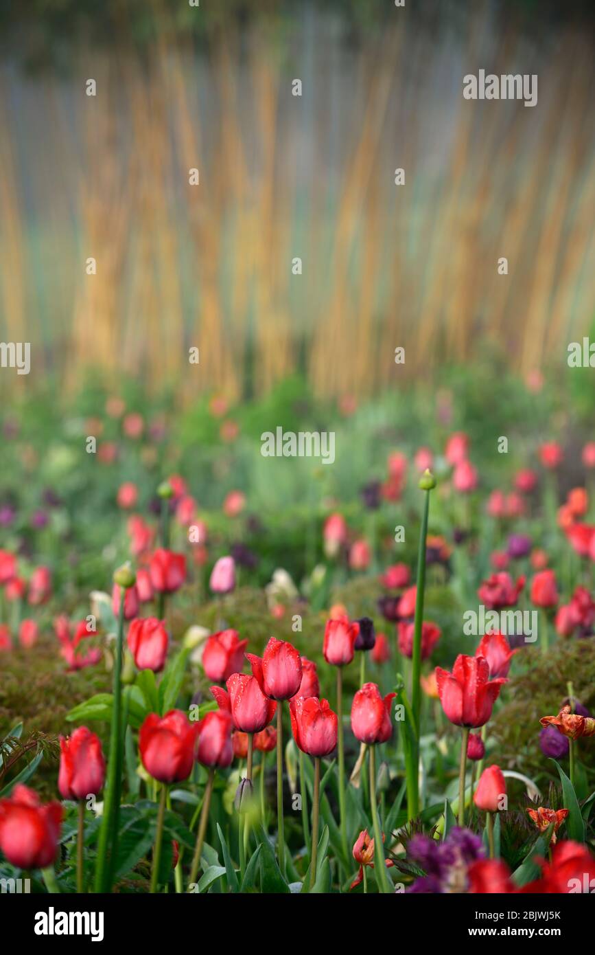 tulipa,tulipe,tulipes,mélange,mixte,bordure,lit,rouge,violet,bambou jaune,phyllostachys vivax aureoculis,mélange,combinaison de plantation mixte,schéma,bo Banque D'Images