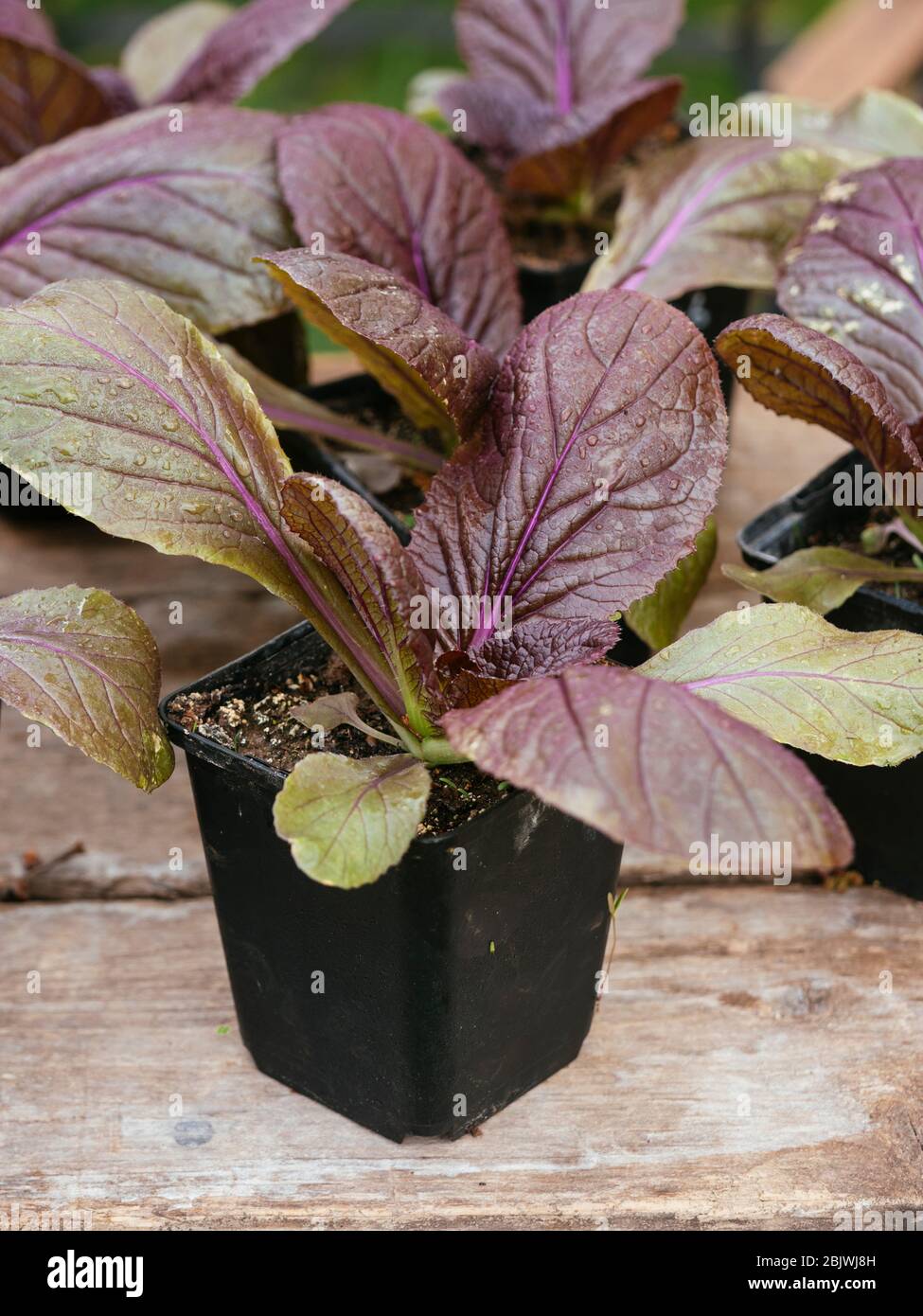 Plants de chou nappa rouge 'carlette F1' (Brassica rapa subsp. Pekinensis) Banque D'Images
