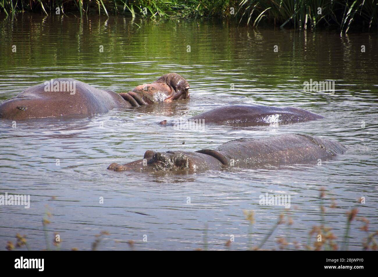 Hippopotame dans le cratère de Ngorongoro en Tanzanie Banque D'Images