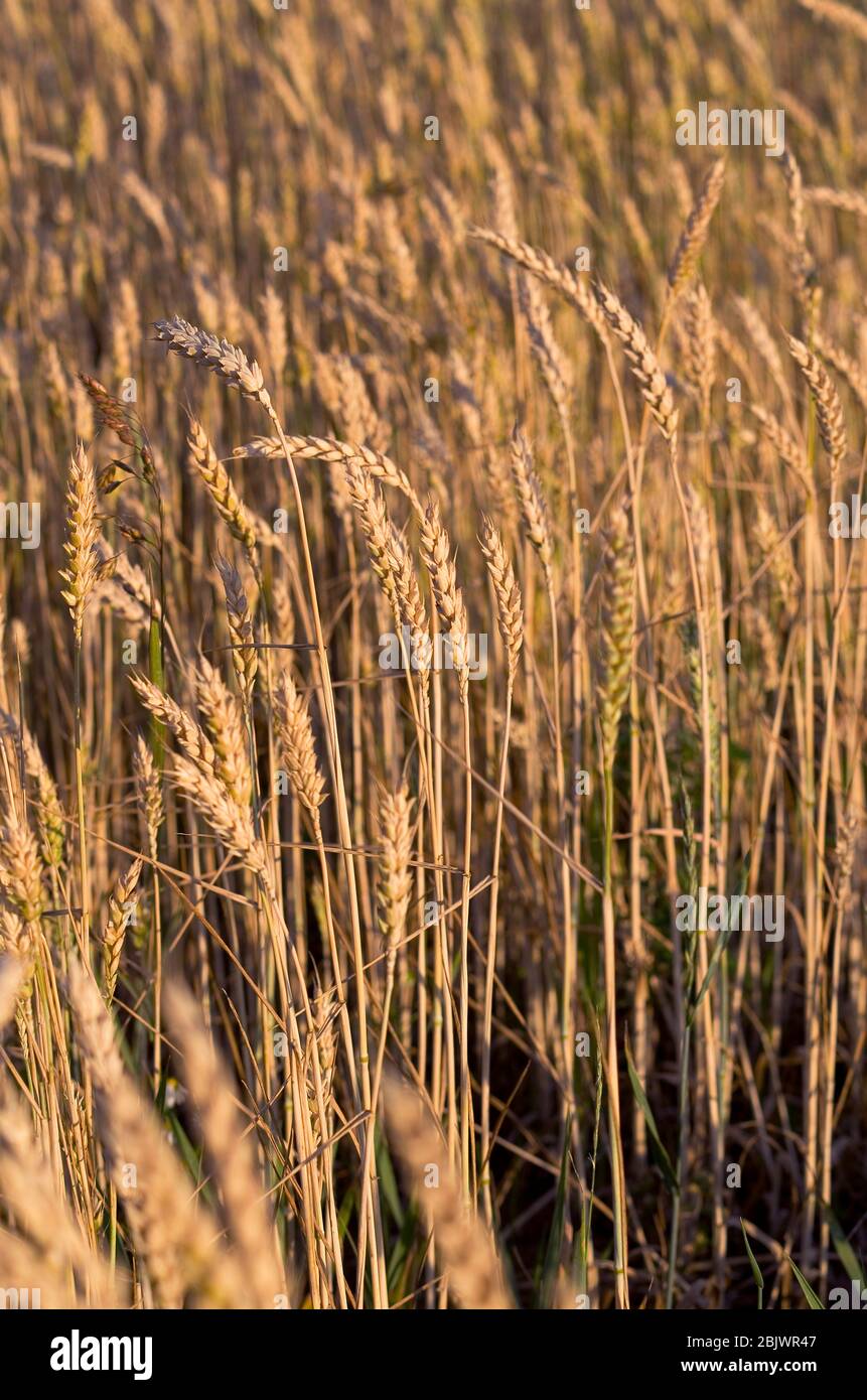 Spikelets de blé brut au soleil du soir, champ, couleurs chaudes, Biélorussie, été Banque D'Images
