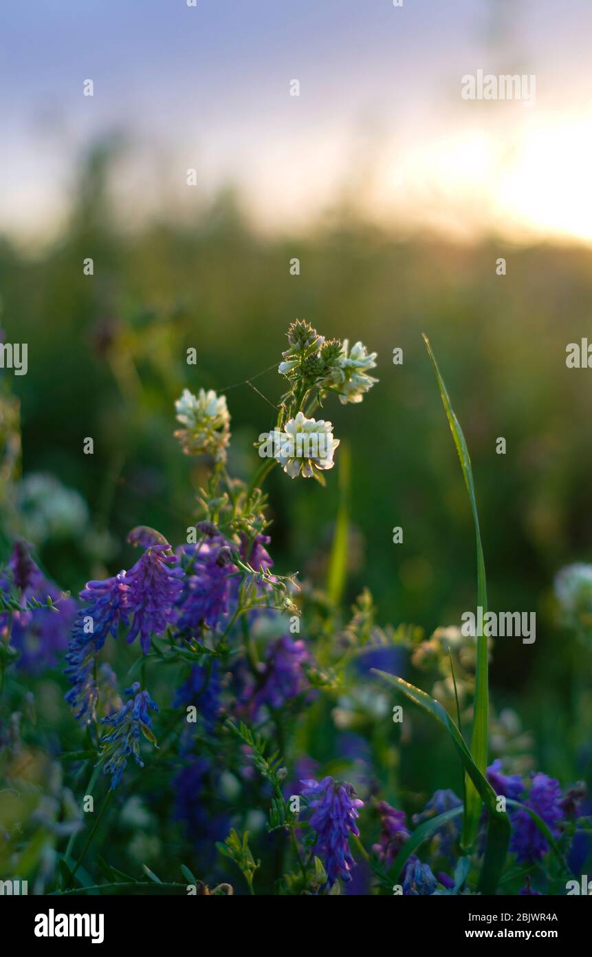 Fleurs sauvages au coucher du soleil, trèfle blanc, herbe verte. horizont, Bélarus, soirée d'été Banque D'Images