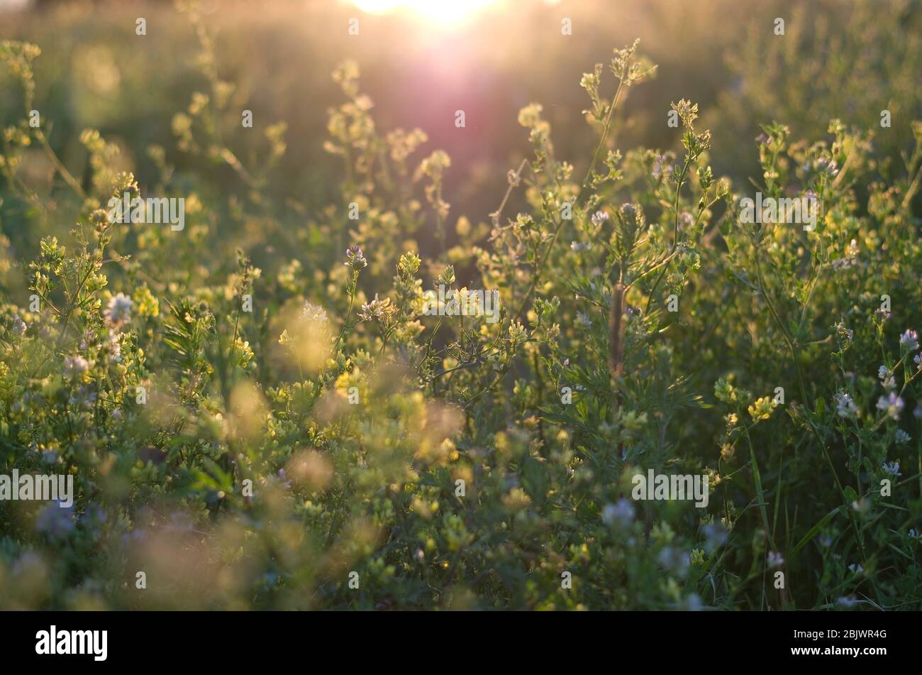 Fleurs sauvages sur le terrain dans la lumière du soir, bokeh, temps calme, couleurs paisibles, Biélorussie, jour d'été Banque D'Images