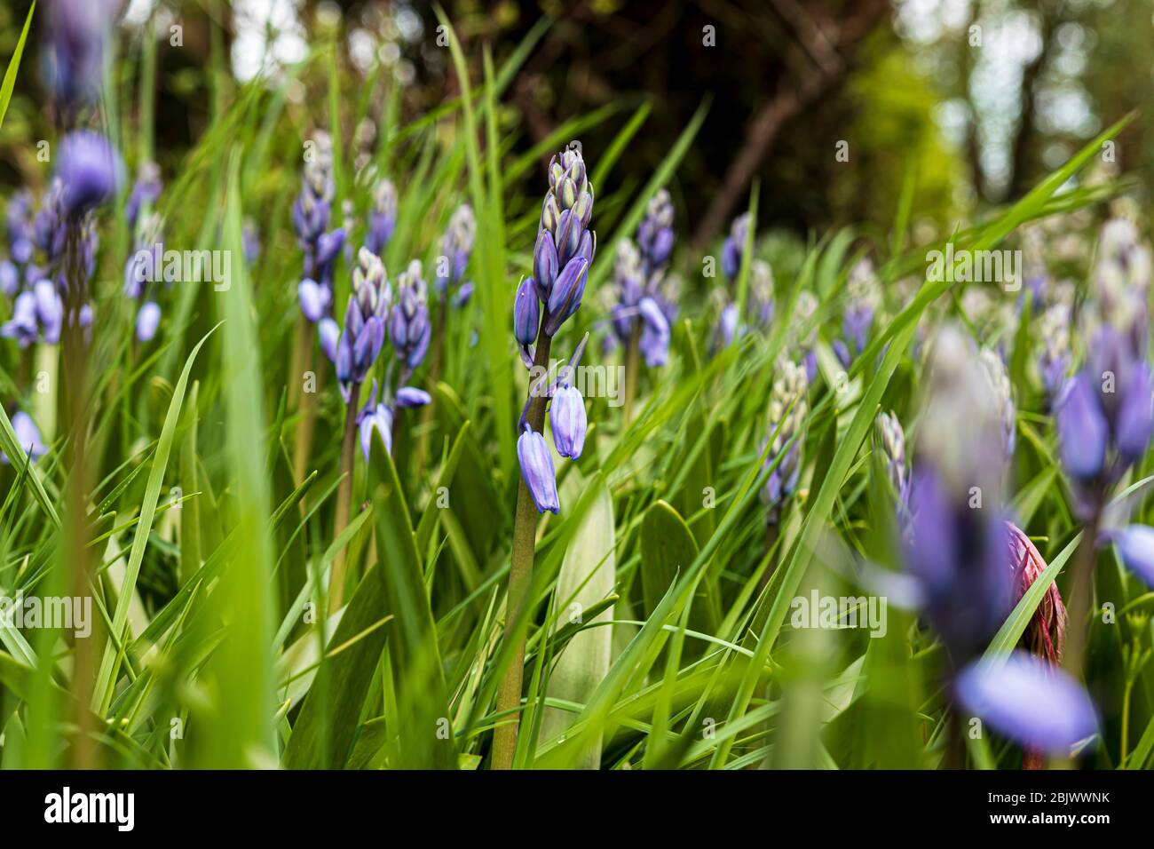 Jacinthes en herbe Banque D'Images