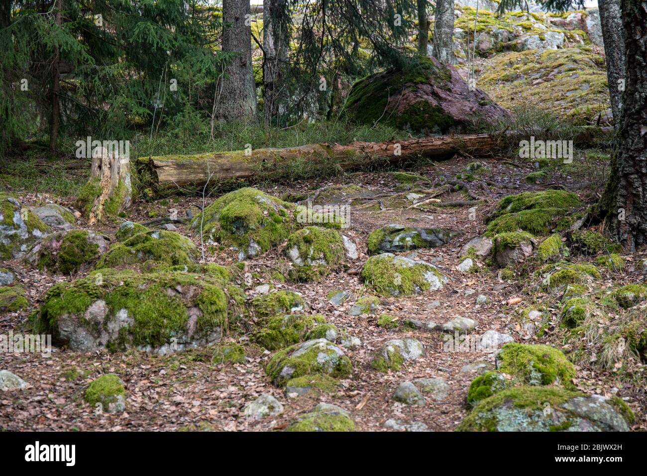 Moss couvrait des rochers ronds, autrefois des rochers de plage de la mer de Littorina, à côté de l'arbre de snag tombé par le sentier naturel de Hanikka à Espoo, en Finlande Banque D'Images