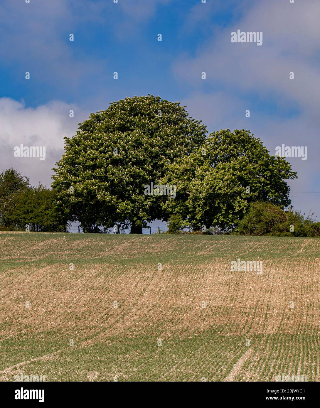 Promenades dans les collines de Surrey Banque D'Images